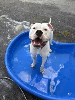 American Bulldog Dogs Available for Adoption - Chance | PetCurious