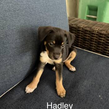 Hadley -  Australian Shepherd and Pit Bull Terrier Dog for Adoption in Texarkana, Texas - Hadley | PetCurious
