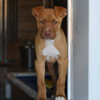 Mixed Breed Dogs Available for Adoption - Randy | PetCurious