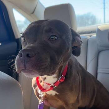 Mixed Breed Dogs Available for Adoption - Fudge | PetCurious