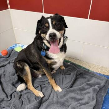 Pip -  Rat Terrier Dog for Adoption in Gloucester, Virginia - Pip | PetCurious