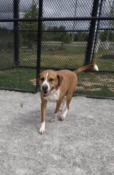 Mixed Breed Dogs Available for Adoption in Fairfax, Virginia - Sir Charles (Charlie) | PetCurious