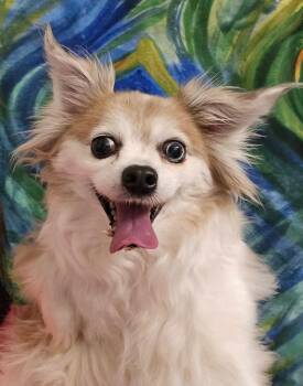 Lunesta (Luna) -  Chihuahua and Corgi Dog for Adoption in College Station, Texas - Lunesta (Luna) | PetCurious