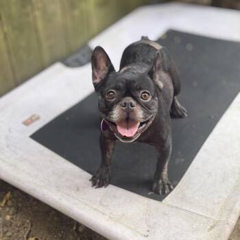 mrs. toad -  French Bulldog Dog for Adoption in Bellingham, Washington - Mrs. Toad | PetCurious