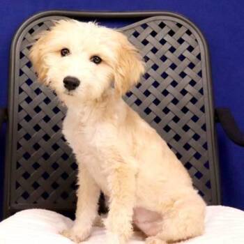 Astrid -  Standard Poodle Dog for Adoption in Midland, Texas - Astrid | PetCurious