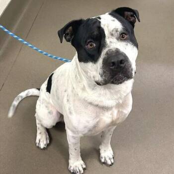 Fat Boy -  Mixed Breed Dog for Adoption in Asheville, North Carolina - Fat Boy | PetCurious