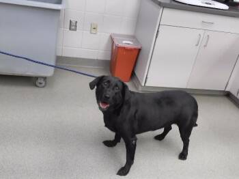 CLARESA -  Labrador Retriever and Mixed Breed Dog for Adoption in Omaha, Nebraska - CLARESA | PetCurious