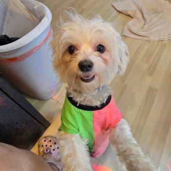 Maltese and Mixed Breed Dogs Available for Adoption in Hanna City, Illinois - Chanel | PetCurious