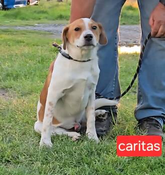 Labrador Retriever Dogs Available for Adoption in Fort Worth, Texas - Caritas | PetCurious