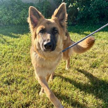 Thea -  German Shepherd Dog Dog for Adoption in Evansville, Indiana - Thea | PetCurious