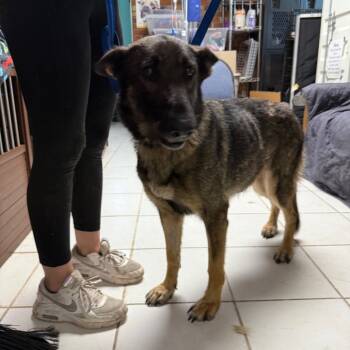 Rescue German Shepherd Dog Dogs for Adoption in Savannah, Georgia - Laurel | PetCurious