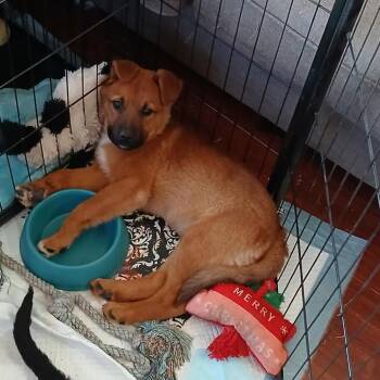 Eraser (Rusty) -  Mixed Breed Dog for Adoption in Moab, Utah - Eraser (Rusty) | PetCurious