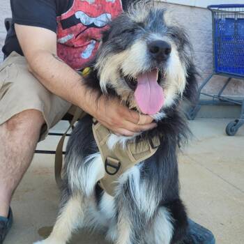 Husky and Irish Wolfhound Dogs Available for Adoption in Rochester, Minnesota - Odin | PetCurious