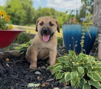 Mocha -  Labrador Retriever Dog for Adoption in Calera, Alabama - Mocha | PetCurious