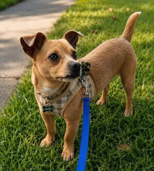 Chihuahua Dogs Available for Adoption in Grand Prairie, Texas - JAKE | PetCurious