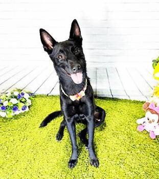 Labrador Retriever Dogs Available for Adoption in Castro Valley, California - TYNI | PetCurious