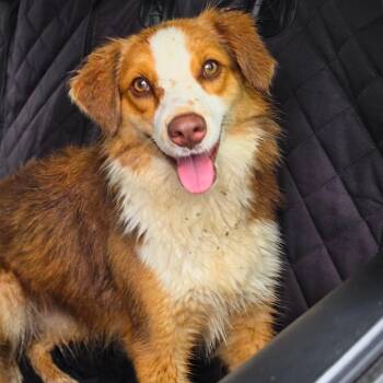 Australian Shepherd Dogs Available for Adoption in Jefferson City, Tennessee - Grace | PetCurious
