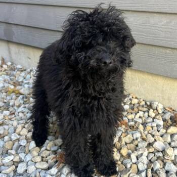 Rigatoni -  Miniature Poodle Dog for Adoption in St. Louis, Missouri - Rigatoni | PetCurious