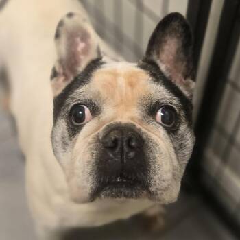 Luna -  French Bulldog Dog for Adoption in Normal, Illinois - Luna | PetCurious