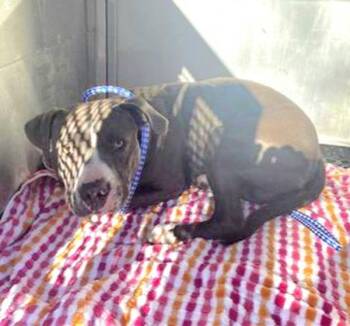 Pit Bull Terrier Dogs Available for Adoption - Moomin | PetCurious