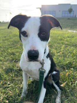 Sonnet -  Pit Bull Terrier and Mixed Breed Dog for Adoption in Kansas City, Missouri - Sonnet | PetCurious