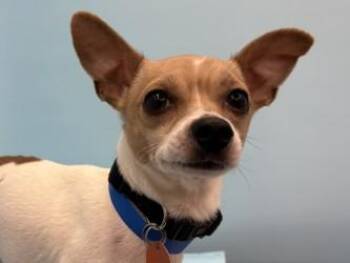 Fritos -  Chihuahua and Mixed Breed Dog for Adoption in Golden Valley, Minnesota - Fritos | PetCurious