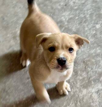Rescue Anatolian Shepherd Dogs for Adoption in Shawnee, Oklahoma - Rex | PetCurious