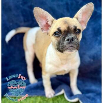 Penn -  Chug Dog for Adoption in Inglewood, California - Penn | PetCurious