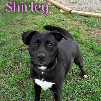 Shirley -  Labrador Retriever Dog for Adoption in Oak Ridge, Tennessee - Shirley | PetCurious