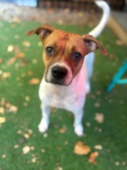 Rescue Beagle and Pug Dogs for Adoption in Cranston, Rhode Island - JOSIE | PetCurious