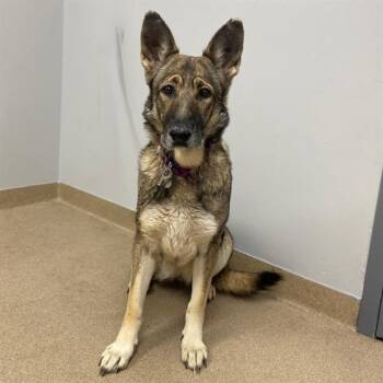 Rescue German Shepherd Dog Dogs for Adoption in Aurora, Colorado - TWILIGHT | PetCurious