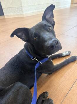 BENNIE -  Australian Cattle Dog Blue Heeler Dog for Adoption in San Antonio, Texas - BENNIE | PetCurious