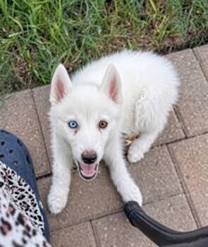 Koda -  Pomeranian and American Eskimo Dog Dog for Adoption in Manvel, Texas - Koda | PetCurious