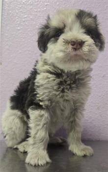 61289949 -  Mixed Breed Dog for Adoption in El Paso, Texas - 61289949 | PetCurious