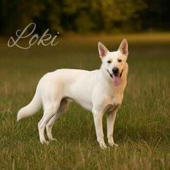 Rescue German Shepherd Dog and Husky Dogs for Adoption in Lucas, Texas - LOKI GS | PetCurious
