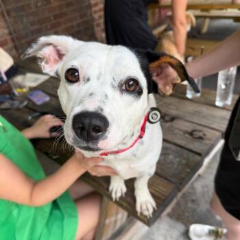 Betsy -  Retriever Dog for Adoption in New York, New York - Betsy | PetCurious