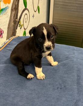Australian Cattle Dog Blue Heeler and Labrador Retriever Dogs Available for Adoption in Brookhaven, Mississippi - Parker 26 | PetCurious