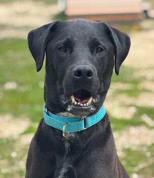Australian Cattle Dog Blue Heeler and American Staffordshire Terrier Dogs Available for Adoption in Grayslake, Illinois - Cap