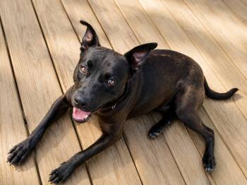 Bruno -  Labrador Retriever and Mixed Breed Dog for Adoption in Houston, Texas - Bruno | PetCurious