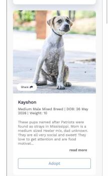 Kayshon (AVAILABLE 9/18) -  Australian Cattle Dog Blue Heeler Dog for Adoption in Leverett, Massachusetts - Kayshon (AVAILABLE 9/18) | PetCurious