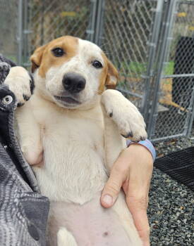 Rescue Cattle Dog Dogs for Adoption in Thomasville, North Carolina - Reilly | PetCurious