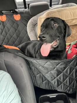 Keg -  Labrador Retriever and Great Dane Dog for Adoption - Keg | PetCurious