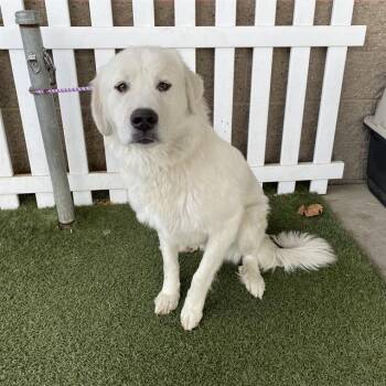 A613585 -  Great Pyrenees Dog for Adoption in Modesto, California - A613585 | PetCurious