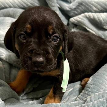 Rescue Black And Tan Coonhound Dogs for Adoption in Stokesdale, North Carolina - Sookie | PetCurious