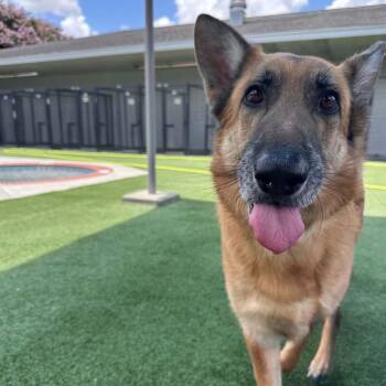 YANKEE GS -  German Shepherd Dog Dog for Adoption in Lucas, Texas - YANKEE GS | PetCurious