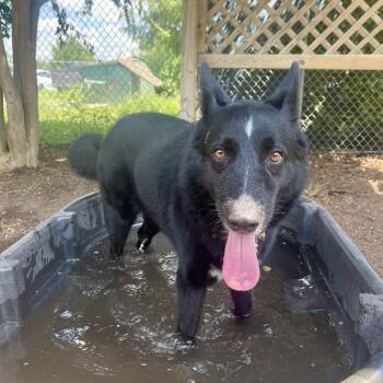 Australian Kelpie and Border Collie Dogs Available for Adoption in Kyle, Texas - STELLA | PetCurious