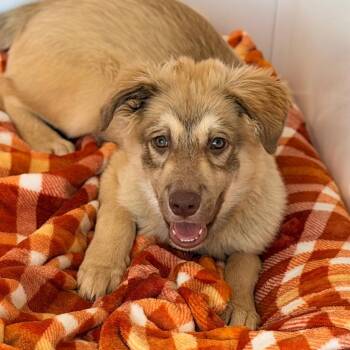 Mickie -  Australian Shepherd and Mixed Breed Dog for Adoption in Green Bay, Wisconsin - Mickie | PetCurious