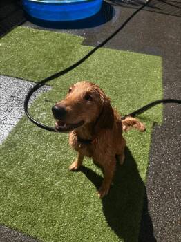 Marley -  Golden Retriever Dog for Adoption in Victoria, British Columbia - Marley | PetCurious