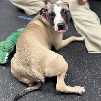 Amara -  Mixed Breed Dog for Adoption in Youngstown, Ohio - Amara | PetCurious