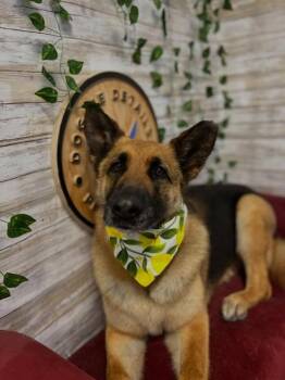 German Shepherd Dog Dogs Available for Adoption in Kennewick, Washington - Bella | PetCurious